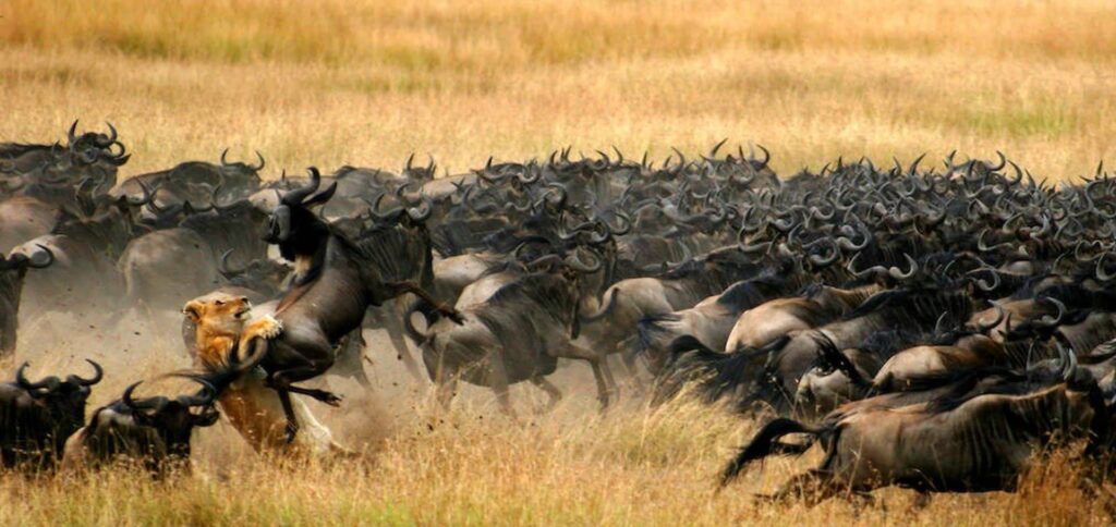 3-Days-Serengeti-Wildebeest-Migration-Safari