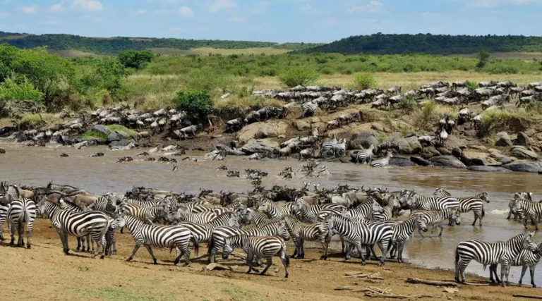 great wildbeest migration- 6 Days Ndutu Calving season Serengeti Migration Tanzania Safari