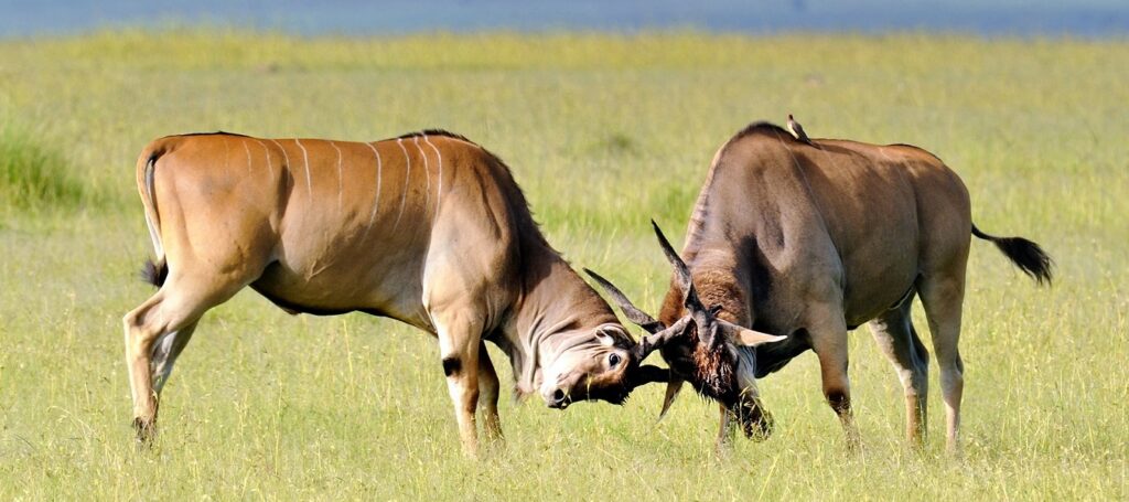 5 Days Magical Kenya Safari Package