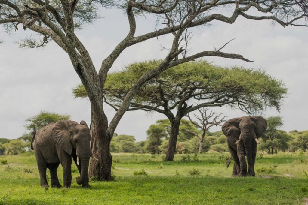 Tarangire National Park