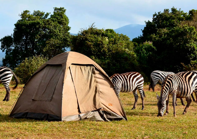 camping-safari
