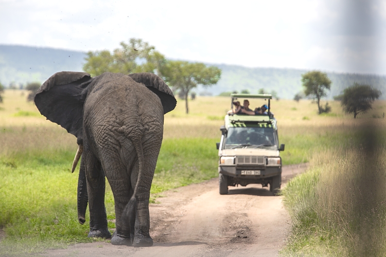 Kenya and tanzania safari agent