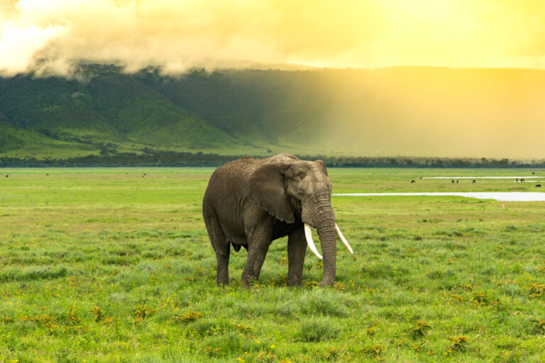 Ngorongoro Conservation Area