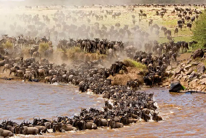 Serengeti National Park Mara River Migration Crossing