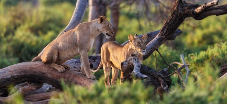 Tarangire Safari Tour