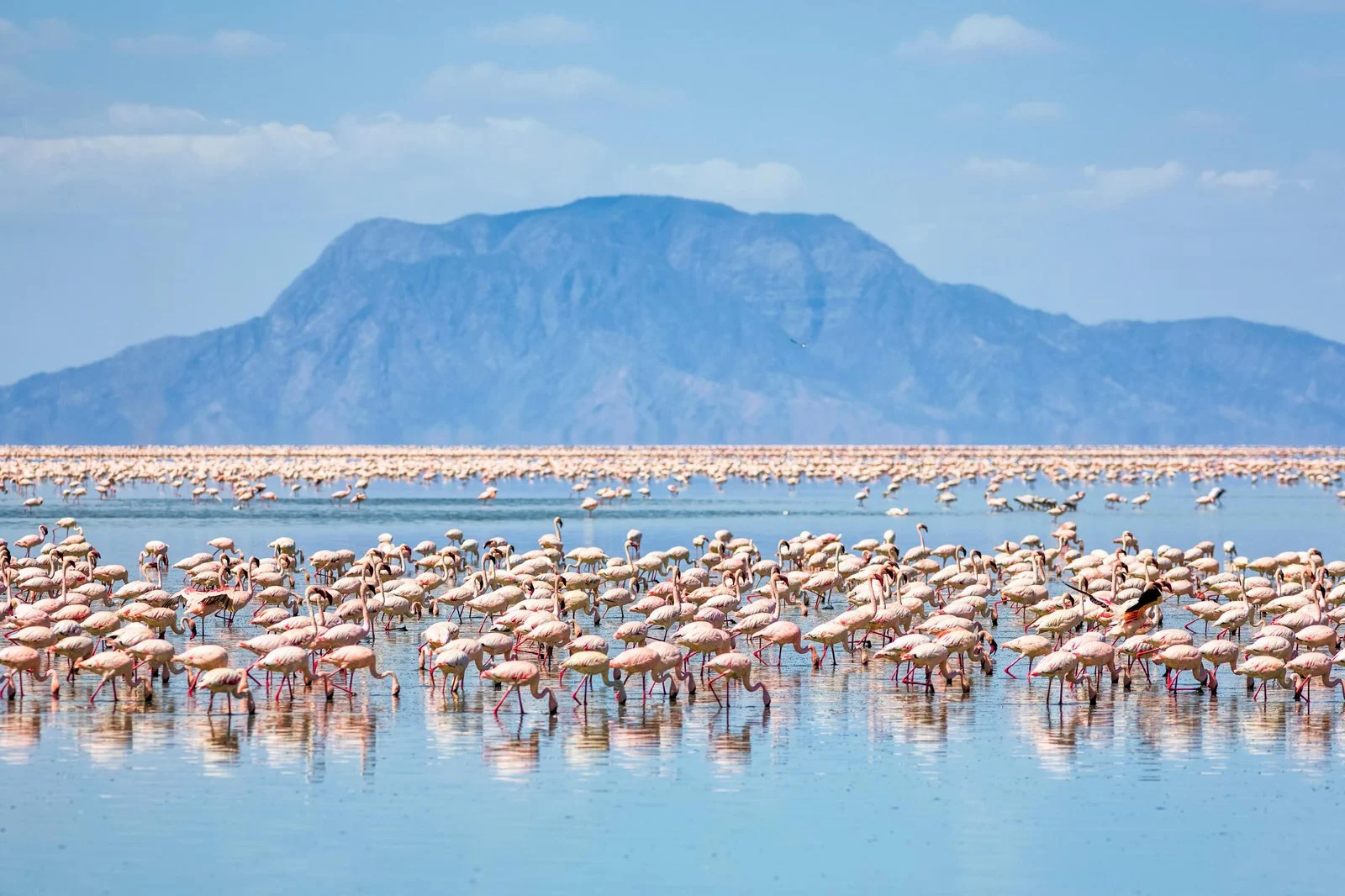 Lesser flamingo lake natron