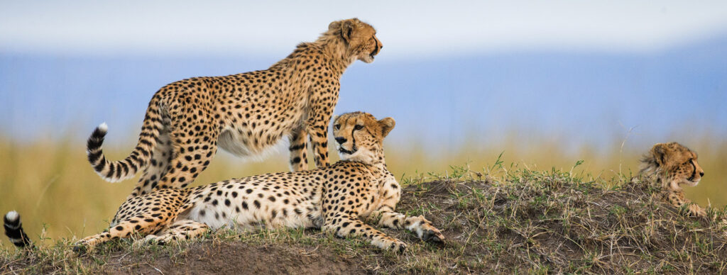 Experience the Best Tanzania Luxury Safari & Tours