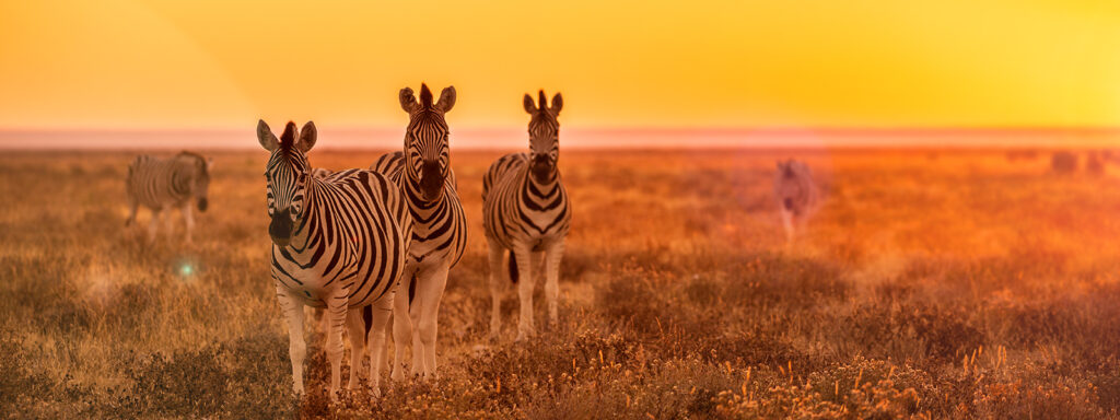 Tanzania Wildlife Safari Packages