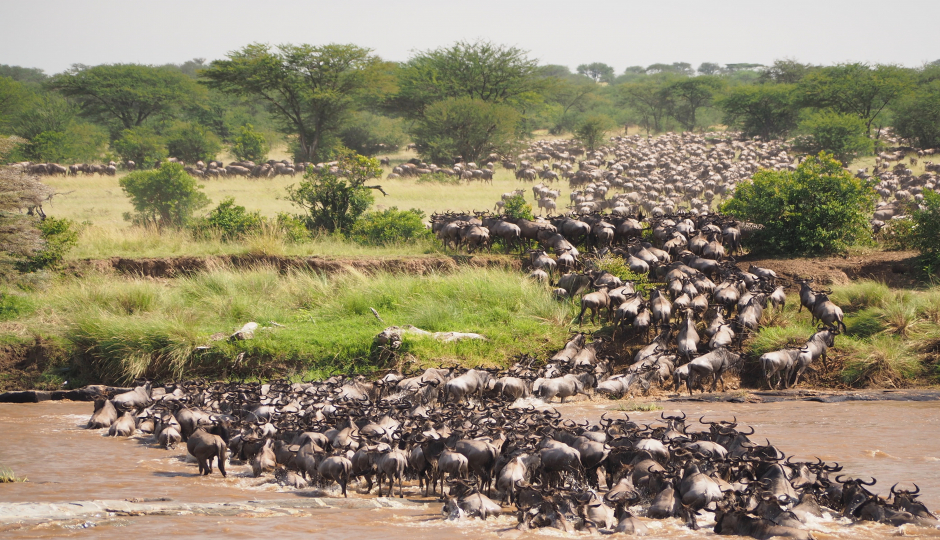 The great migration in Serengeti National Park, Tanzania