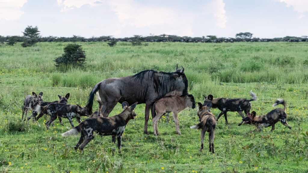The great migration in Serengeti National Park, Tanzania