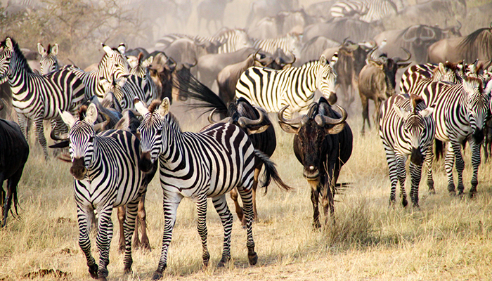 The great migration in Serengeti National Park, Tanzania