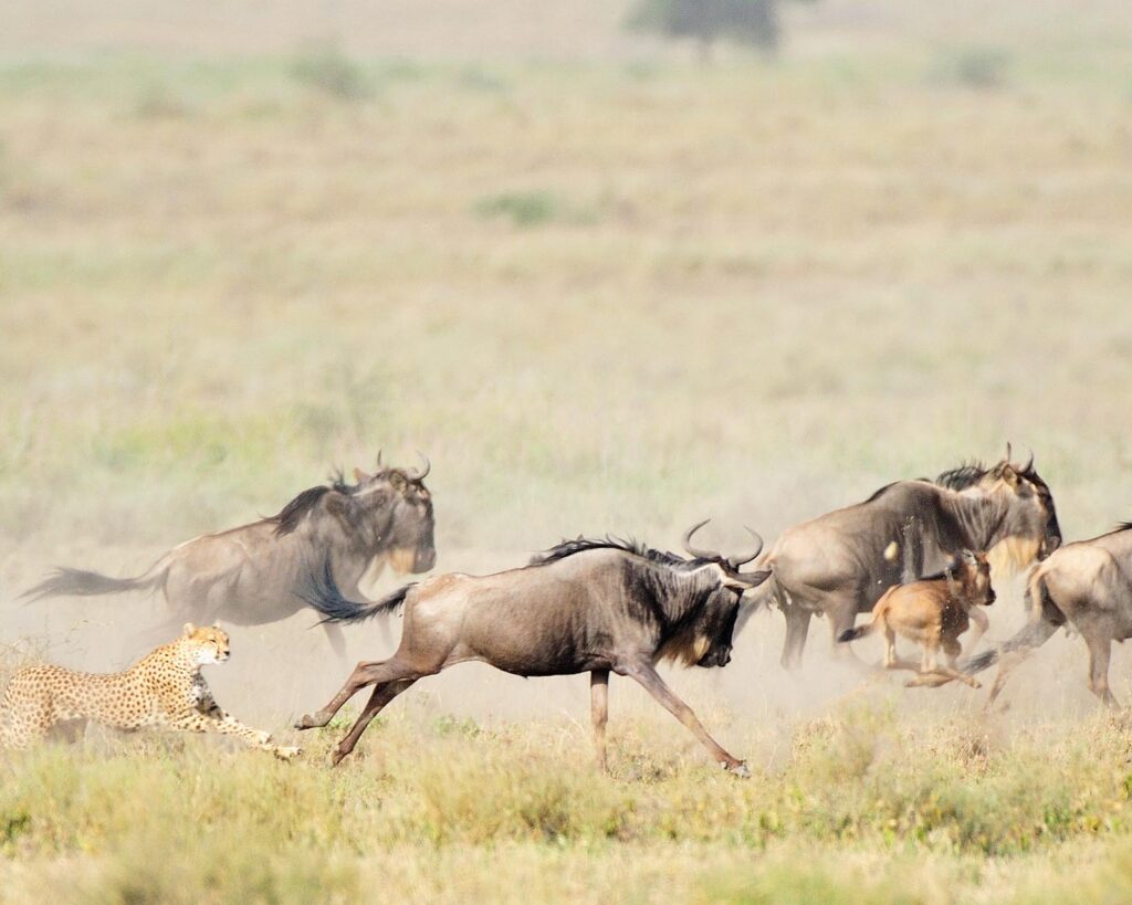 Wildebeest Migration Tour Packages
