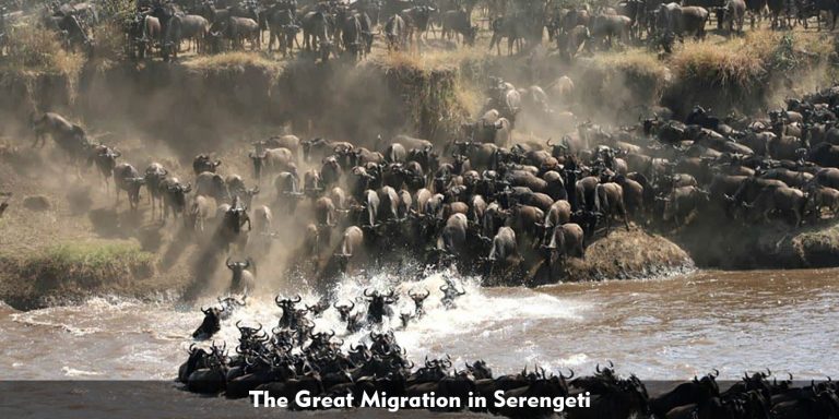 serengeti-migration