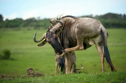 Days-ndutu-calving-season-safari-in-january