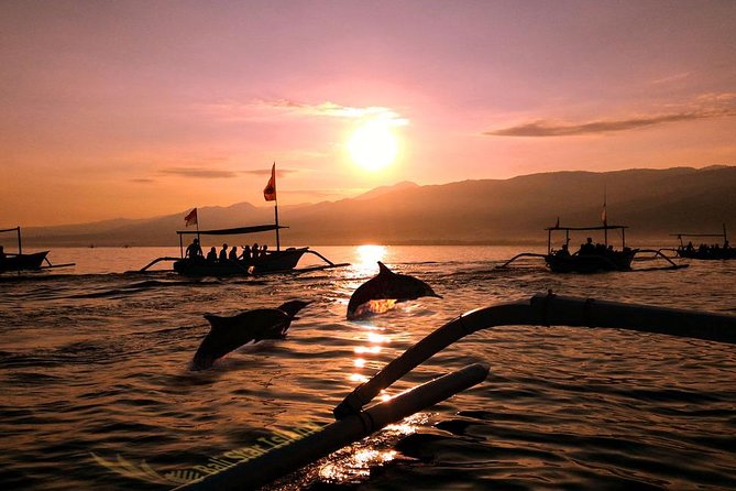 Dolphin Tour