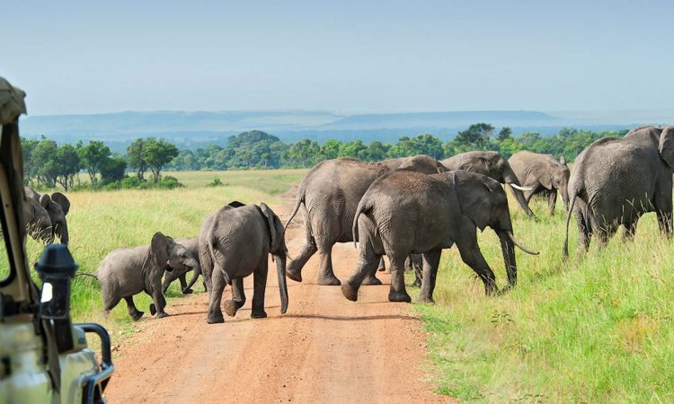 Nyerere-National-Park