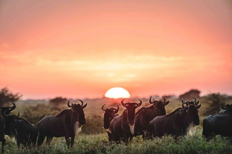 Southern-Serengeti