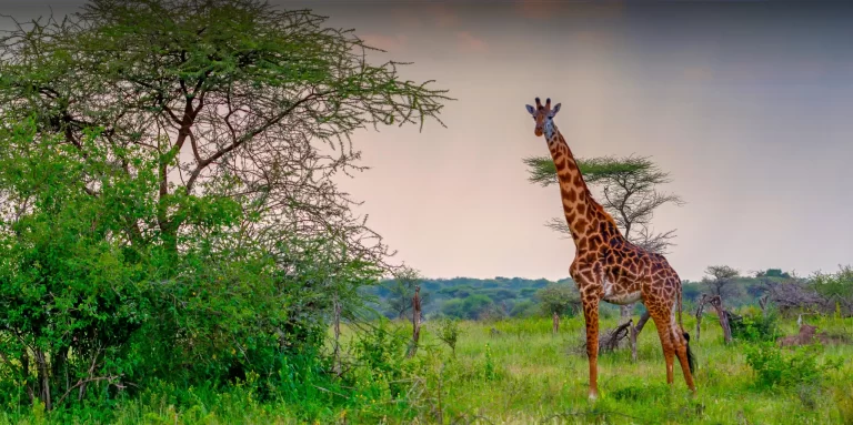 arusha-national-park