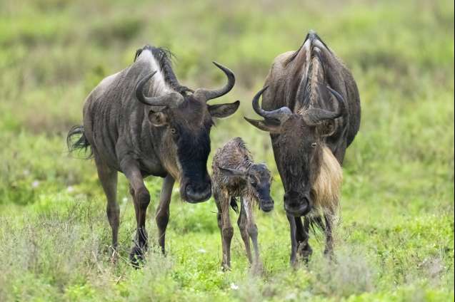 calving_season_ndutu_great_migration_safari__medium