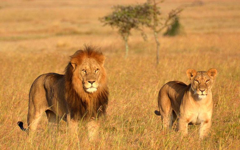 crown eagle safari