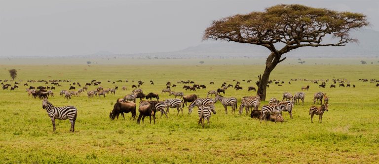field-with-zebras-and-blue-wildebeest_192248950