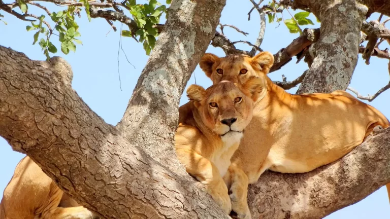 lake-manyara-national-park4