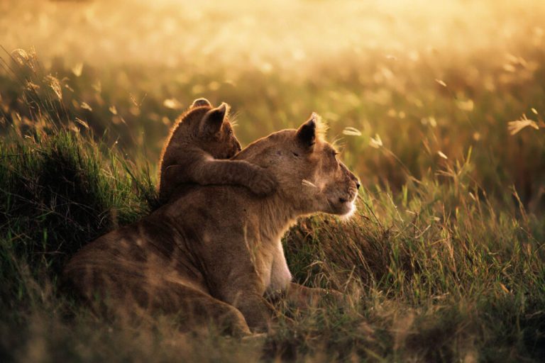 Tanzania Safaris