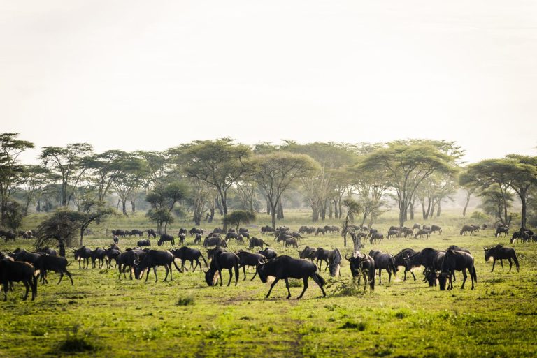 sanctuary-kichakani-serengeti-camp-tanzania-safari-green-season-great-migration-scaled