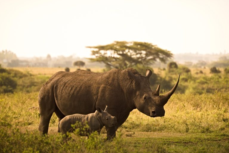 tanzania Safaris